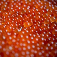 Curing Salmon Roe - Making Caviar