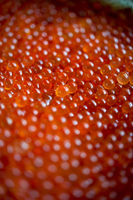 Home Brew Chef Curing Salmon Roe Sean Z Paxton 1 of 1