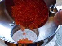 Curing Salmon Roe Caviar